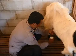 Brigadir Revangga Beternak Kambing Etawa, Dari Hobi Jadi Pemberdayaan Warga
