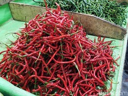Bikin Inflasi, Harga Cabai di Pekanbaru Tembus Rp 120 Ribu/Kg