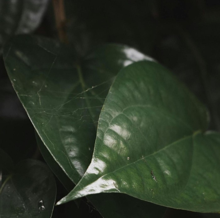 Daun sirih dikenal memiliki aroma khas yang tidak disukai semut, sehingga efektif digunakan sebagai pengusir alami. Cukup letakkan beberapa lembar daun sirih di area yang sering dilewati semut, maka koloni semut akan menjauh dengan sendirinya.