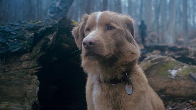 Berikut 5 rekomendasi dan sinopsis film baru tayang di bioskop akhir pekan ini, seperti Good Boy hingga Yakin Nikah.