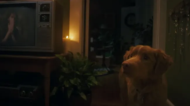 Sutradara Ben Leonberg mengaku tertarik garap sekuel atau spin-off Good Boy setelah dapat respons baik dari kritikus.