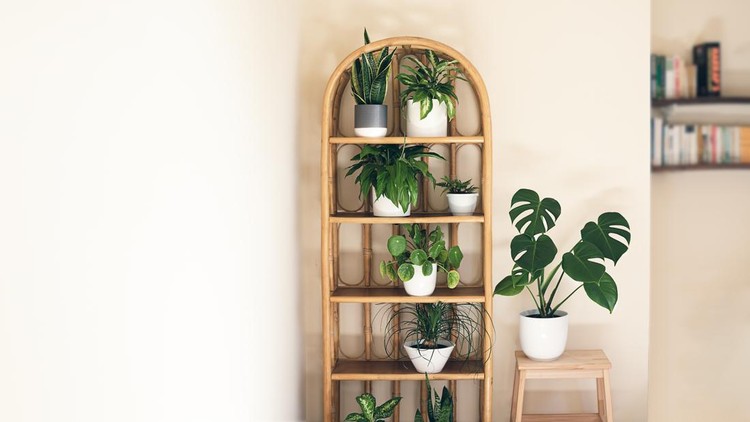 Trendy home plants: monstera, dieffenbachia, sansevieria, pilea on a wicker bookcase in the room, indoor garden concept with copy space