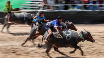 FOTO: Menyambut Musim Panen Lewat Festival Pacuan Kerbau di Chonburi