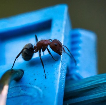 Murah dan Efektif, Ini 5 Bahan Alami Pengusir Semut