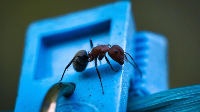 Murah dan Efektif, Ini 5 Bahan Alami Pengusir Semut