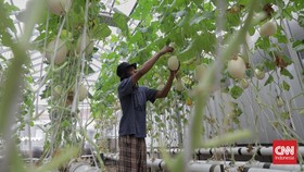 FOTO: Pemberdayaan Pemulung Melalui Kebun Melon Hidroponik