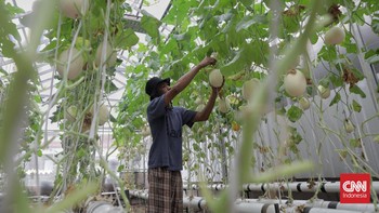 FOTO: Pemberdayaan Pemulung Melalui Kebun Melon Hidroponik