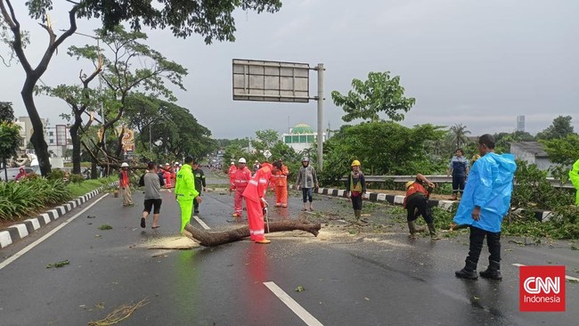 Hujan lebat disertai angin kencang menyebabkan banyak pohon tumbang di kawasan Serpong, Tangsel. Batang pohon berukuran besar sampai menutup ruas jalan.