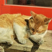 Viral di Media Sosial, Kucing Oren di Depan FX Sudirman Jadi Destinasi Wisata hingga Muncul di Google Maps