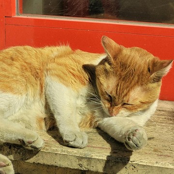 Viral di Media Sosial, Kucing Oren di Depan FX Sudirman Jadi Destinasi Wisata hingga Muncul di Google Maps