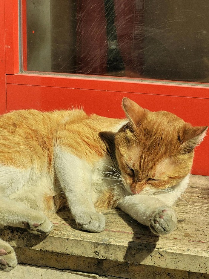 Seekor kucing berwarna oranye di depan FX Sudirman viral di media sosial dengan menjadi destinasi wisata bintang lima di Google.