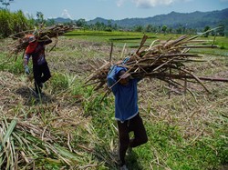 Garap Etanol, Pemerintah Mau Buka Lahan Tebu, Singkong, Jagung 2 Juta Ha