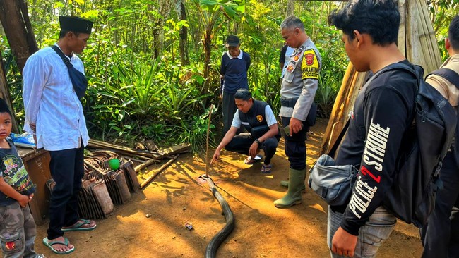 Ocang (73) menancapkan tongkat di ubun King Kobra hingga ular berbisa itu mati. Setelah itu ajal menjemput Ocang karena racun yang menyebar di tubuhnya.