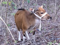 Warga Kupang Kehilangan Sapi Saat Diikat di Hutan, Pelaku Ditangkap