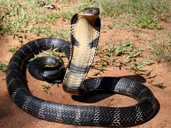 7 Perbedaan Ular Kobra dan King Cobra, Mana yang Lebih Berbisa?