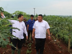 Program Ketahanan Pangan, Anggur hingga Terong Warga Binaan Lapas Warungkiara Dipanen