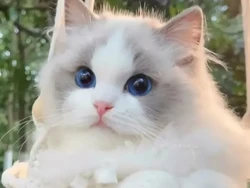 10 Manfaat Memelihara Kucing di Rumah untuk Kesehatan