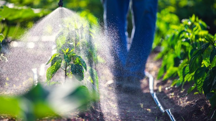 Ilustrasi sayuran Farmer spraying vegetable green plants in the garden with herbicides, pesticides or insecticides.