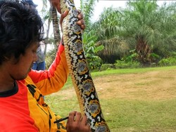 Belajar dari Kasus Abah Ocang, Ahli Reptil Ingatkan Cara Aman Hadapi Ular