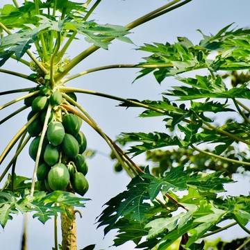 Tak Banyak Orang Tahu, 7 Manfaat Minum Air Rebusan Daun Pepaya untuk Tubuh