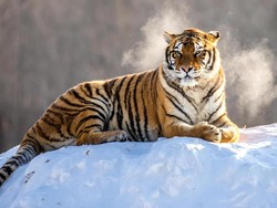 Masyarakat di Korea Utara Santap Daging Harimau-Beruang Imbas Kelaparan Ekstrem