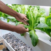 4 Tips Berkebun ala Hidroponik Bagi Pemula dan Pemilik Lahan Terbatas