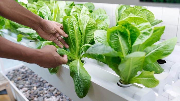 4 Tips Berkebun ala Hidroponik Bagi Pemula dan Pemilik Lahan Terbatas