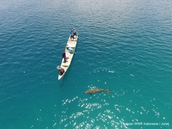 Untuk Pertama Kalinya, Aksi Bayi Dugong Terekam di Pantai Alor