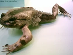 Katak Aneh Seperti Wolverine X-Men, Berbulu dan Bercakar Ganas