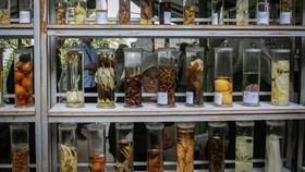 FOTO: Wisata Medis Hortus Medicus, Surga Tanaman Obat Asli Indonesia