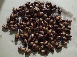 Cerita Warga Paliyan Berburu Putul, Hama yang Jadi Cemilan Kaya Protein