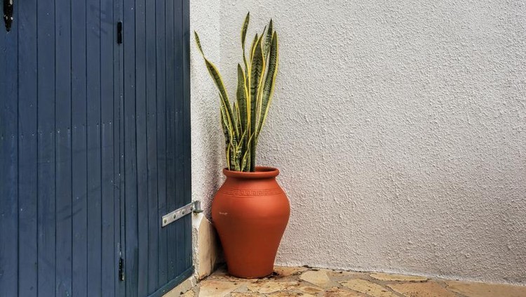 Tanaman hias lidah mertua atau Sansevieria trifasciata The Sanseviera or tongue tiger is a gross floor vertical green leaves and is able to grow with very little light. It is a very typical plant that can be found at the entrance to the gates of the houses.