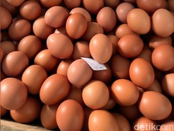 Harga Telur di Pangandaran Naik, Dipicu Permintaan Dapur MBG