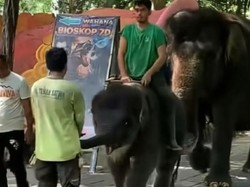 Viral Rocky Anak Gajah KBS Ditunggangi, Begini Faktanya