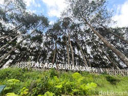 Menikmati Sejuknya Alam Talaga Surian, Surga di Kaki Gunung Ciremai