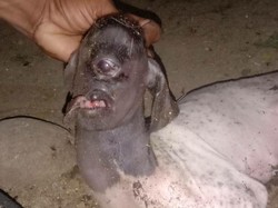 Heboh Kambing Mata Satu Mirip Dajjal di Polman Bikin Warga Takut