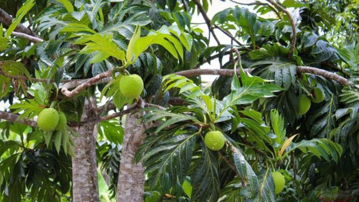 Buah Asli RI Disebut Superfood, Solusi Krisis Dunia