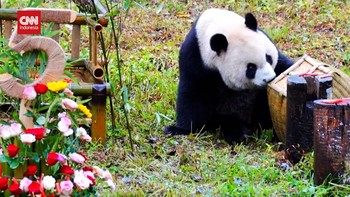 VIDEO: Perayaan Meriah Ulang Tahun ke-5 Panda Qin Hua di China