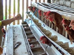 Harga Telur Melonjak, Warga Kurang Mampu Ponorogo Justru Panen Rezeki