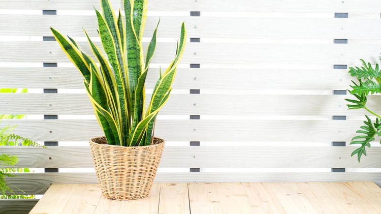 Ilustrasi tanaman hias lidah mertua Snake plant, Dracaena trifasciata, Devil Tongue (Sansevieria trifasciata) in clay pot on white pattern wall background, wooden table. Small evergreen houseplant for modern home decor interior design