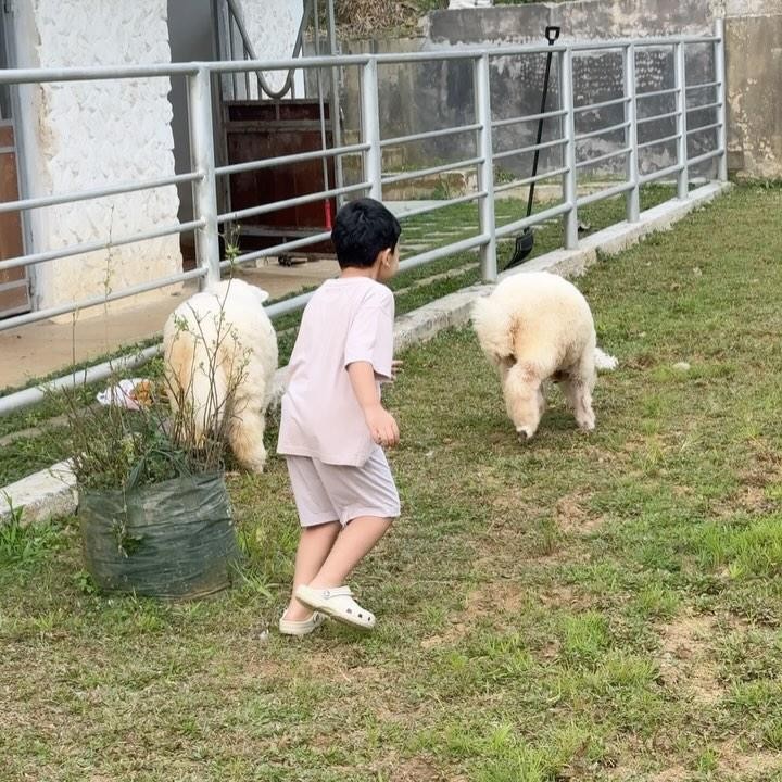 <p>Tak hanya itu, Ukkasya juga terlihat asyik bermain dengan domba. Tubuhnya yang mungil tampak tak menghalangi semangatnya untuk berlari dan mengejar hewan lucu tersebut. Wah, makin besar makin berani ya, Bunda. (Foto: Instagram @zaskiasungkar15)</p>
