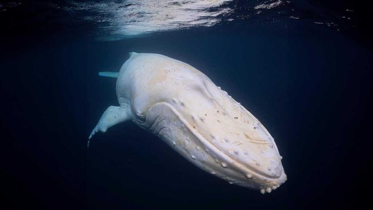 Selandia Baru Heboh, Muncul Paus Bungkuk Putih Langka Setelah 5 Tahun