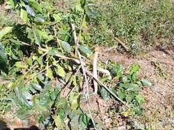 Ribuan Pohon Kopi PTPN di Ijen Ditebang OTK, Kerugian Ratusan Juta
