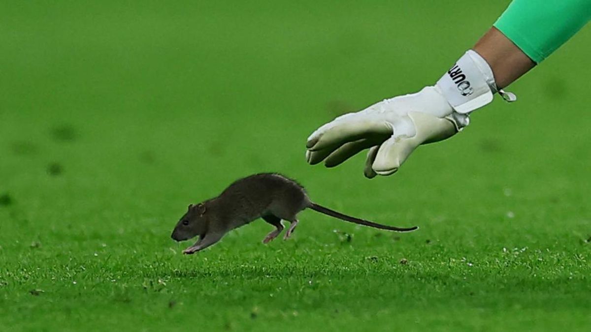 FOTO: Tikus Ganggu Langkah Kevin De Bruyne Cs ke Piala Dunia