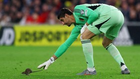 Pertandingan Wales vs Belgia Diganggu Invasi Tikus