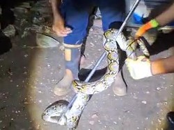 Hii! Sanca 2,5 Meter Mangsa Ayam di Wonosari Gunungkidul