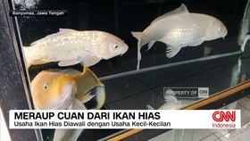 VIDEO: Meraup Cuan dari Ikan Mas
