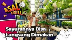 img-title Tinggi Sampai 18 Meter, Belajar Tanam Sayuran Hidroponik Yuk!