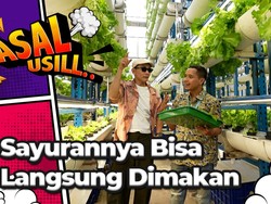 Tinggi Sampai 18 Meter, Belajar Tanam Sayuran Hidroponik Yuk!