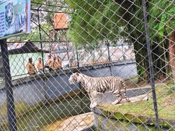 Harimau Bengala dan Singa Putih Afrika Jadi Penghuni Taman Rimba Jambi